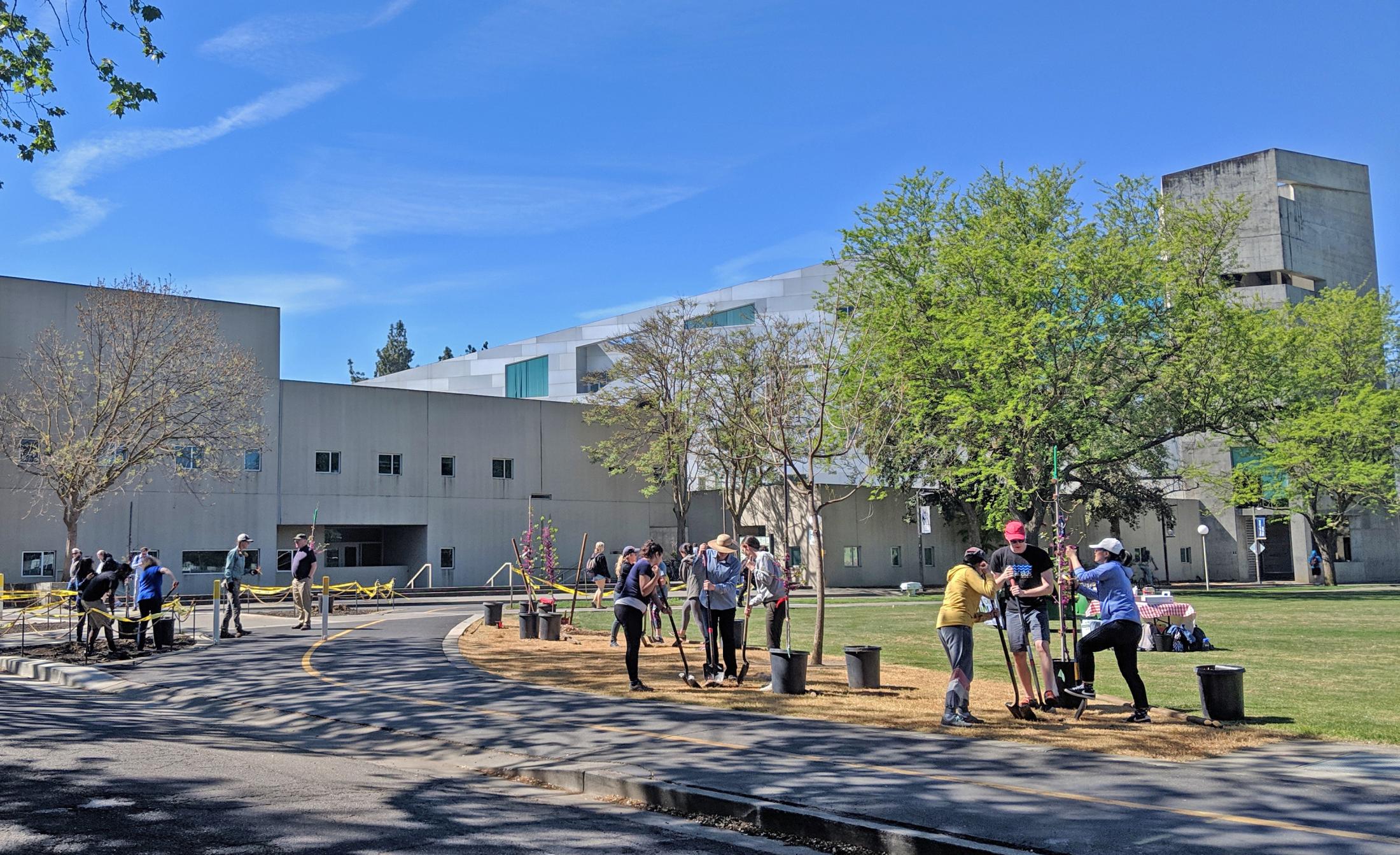 Image of where the trees were planted along the east side of the UC Davis campus.