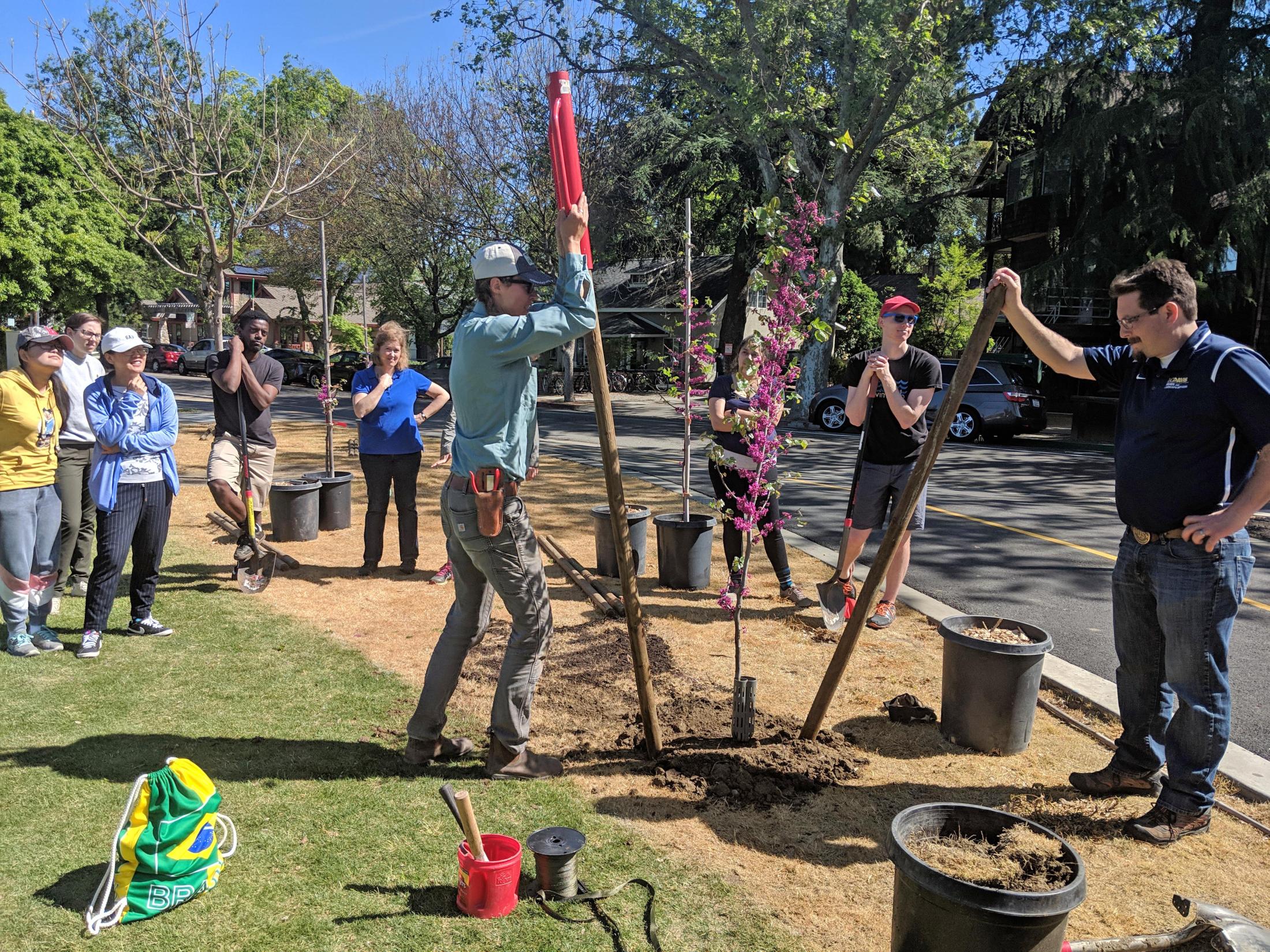 Image of UC Davis Campus Arborist Melanie Gentles demonstrating proper tree staking technique.
