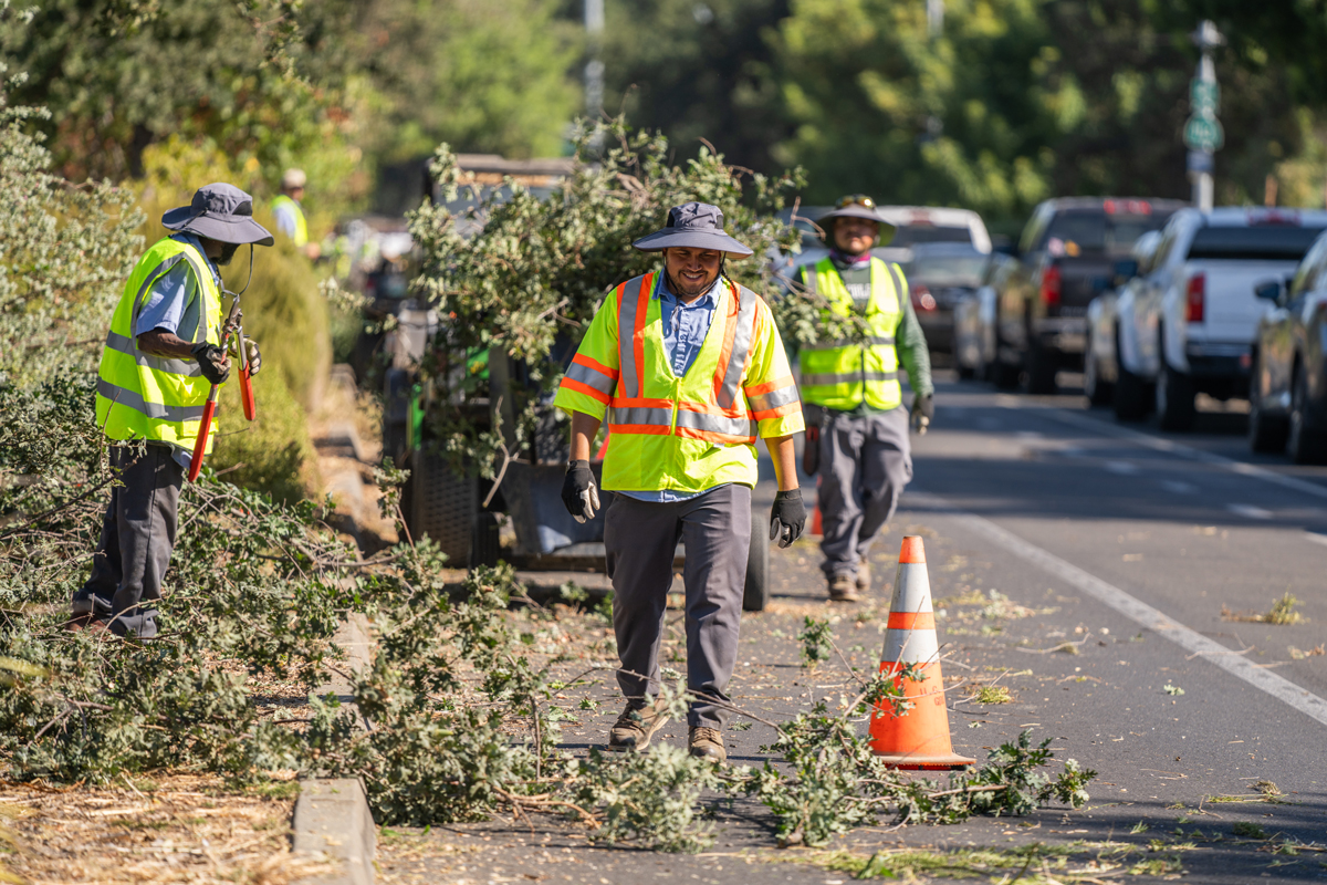 Landscapers in safety vests, collect cut branches off roadside, next to traffic